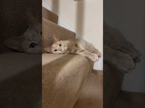 My cat, Meesha #cat #cats #pets #dog #dogs #animals #catlover #cute #beautiful #animal #love #pet