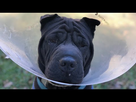 YouTube video about: Should I take my dog collar off at night?