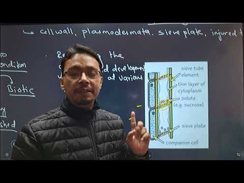 CEE 2081 MEMORY BASED QUESTIONS; Part :21 (UNIT: PLANT PHYSIOLOGY AND ANATOMY)