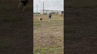 Video preview image #1 Siberian Husky-Unknown Mix Puppy For Sale in Pleasanton, TX, USA