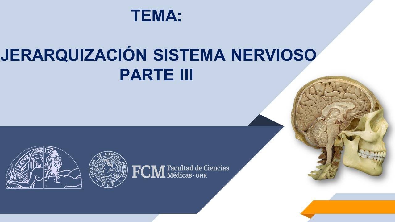 Jerarquización Sistema Nervioso. PARTE III. Actividad sincrónica.