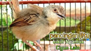 Download lagu pancingan j!tu bikin ngamuk cigun macet || pulihkan mental tarung lagi. mp3 Download lagu pancingan j!tu bikin ngamuk cigun macet || pulihkan mental tarung lagi. mp3