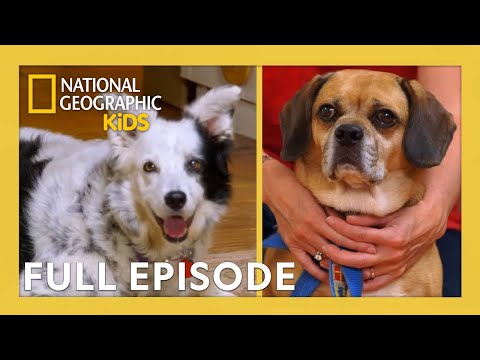 Is Your Dog a Genius? Test Canine Intelligence at Home
