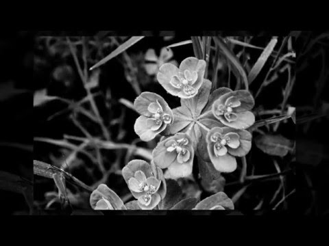 un printemps sans couleurs - 2 -, photographies de Arcangelo Vincent Scalici - 2016 avril