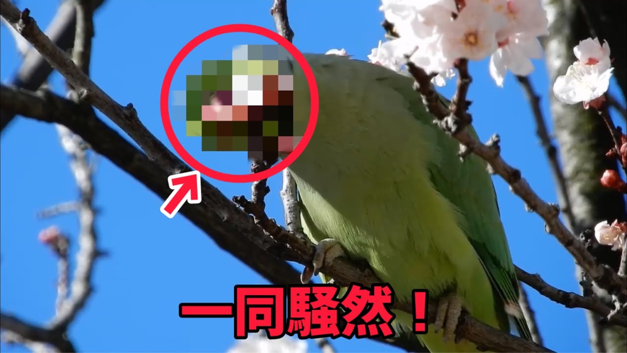 庭に来るインコの様子がおかしいのでよく見てみたら･･