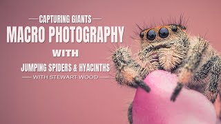 Capturing Giants: Macro Photography with Jumping Spiders & Hyacinths