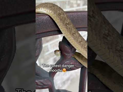 African Egg Eater is the cutest noodle! #reptile #reptilelove #snake #snakes #animalrescue