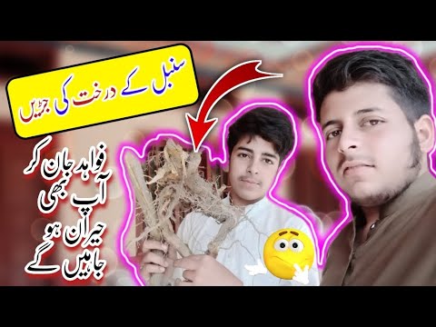 Sumbal tree in pakistan//پاکستان میں سنبل کا درخت 🌲 //سنبل کے فوائد #Vlogwithshaban