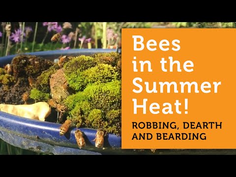 Ong làm gì khi trời nóng và người nuôi ong có thể giúp đỡ như thế nào ... đoạn giới thiệu