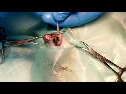 Male cat castration, quick technique