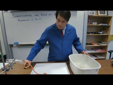 Investigating Anaerobic Respiration in Yeast