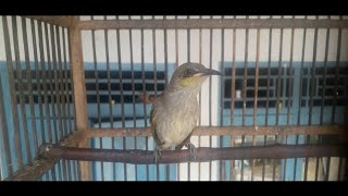 Download lagu SUARA BIRAHI CUCAK KOMBO JANTAN MEMANGGIL BETINA || Untuk pancingan cucak kombo bahan mp3 Download lagu SUARA BIRAHI CUCAK KOMBO JANTAN MEMANGGIL BETINA || Untuk pancingan cucak kombo bahan mp3