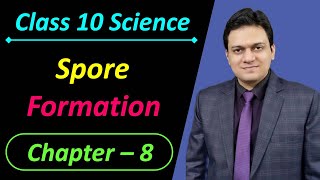 Spore formation Class 10 Science Chapter 8 How do Organisms Reproduce