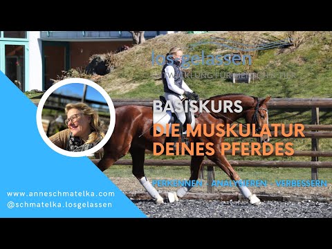 Muskeln einschätzen - sein Pferd korrekt ausbilden - so geht`s