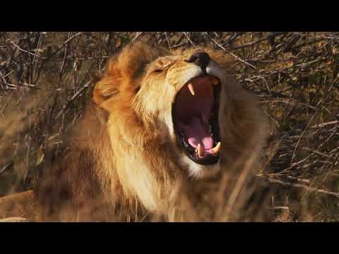 Lions in 4K 10 bit color   African Wild Animals   5 HRS