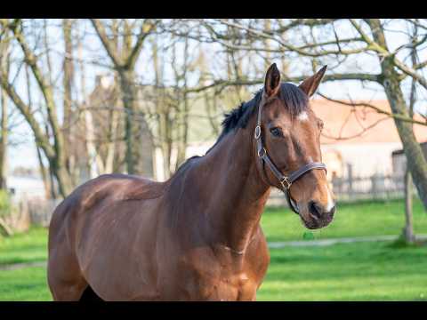 Locano vd Merelhoeve (COPITOL C x BALTHAZAR VD ROSHOEVE) - Video 12 video thumbnail