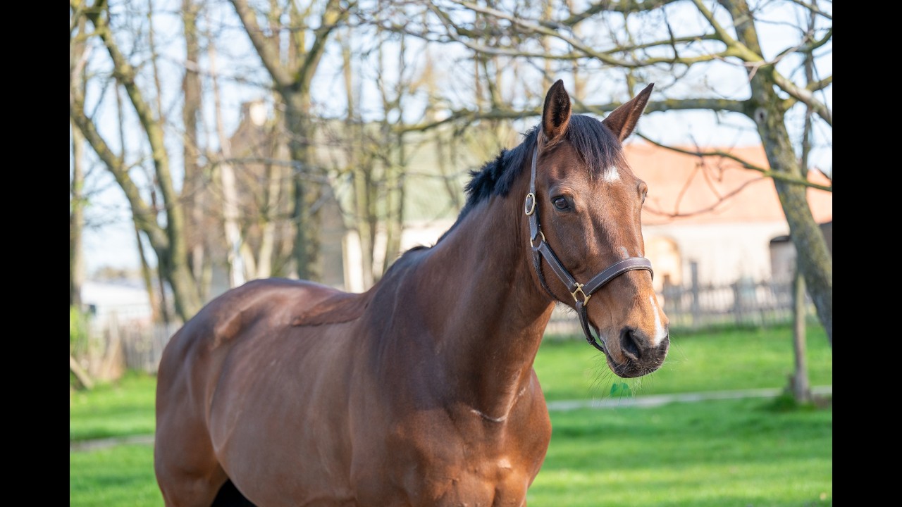 Locano vd Merelhoeve (COPITOL C x BALTHAZAR VD ROSHOEVE) video 4