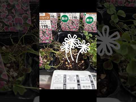 レッドラッキークローバー、三角クローバー 植物