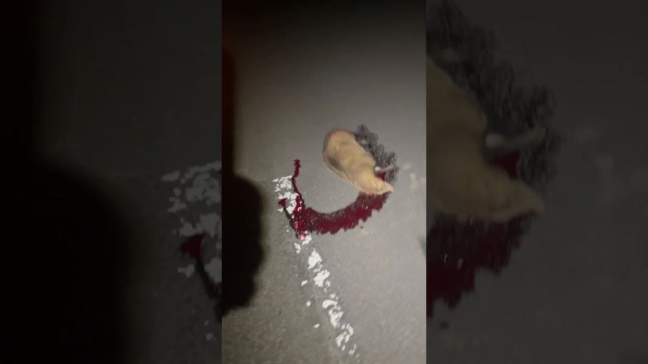 アナグマのロードキル片してきた