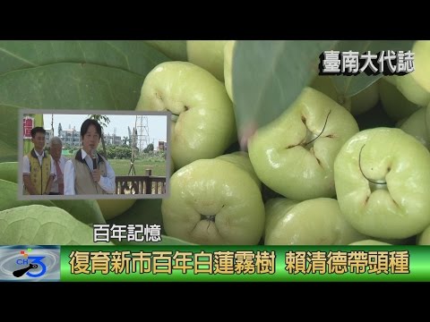 新市百年白蓮霧樹 賴清德帶頭復育