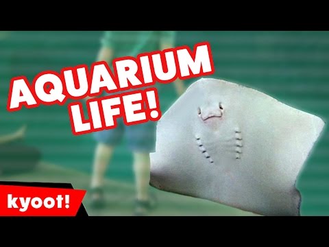 Stingray Scares Away Kid & More Funny Aquarium Videos of 2016 Weekly Compilation | Kyoot Animals
