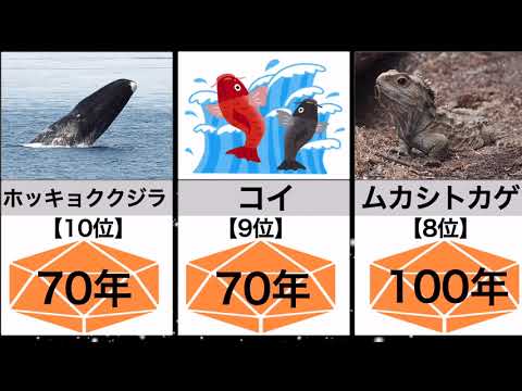 寿命が最も短い10の動物