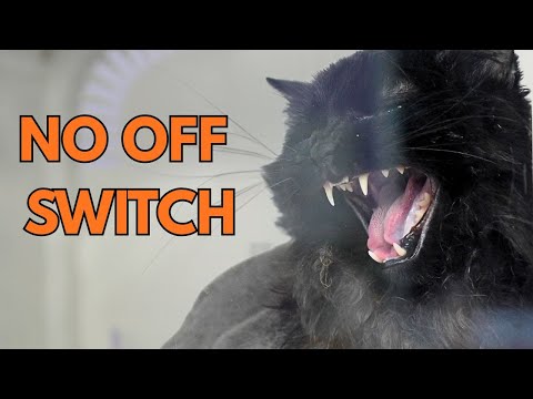 One of the Sweetest Cats I've Groomed...and One of the Hardest