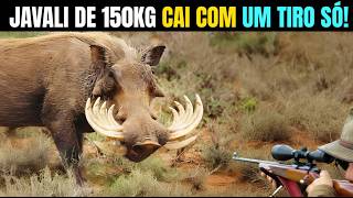 COMO CAÇADORES AMERICANOS ABATEM JAVALIS COM TIROS PERFEITOS | CENAS INCRÍVEIS