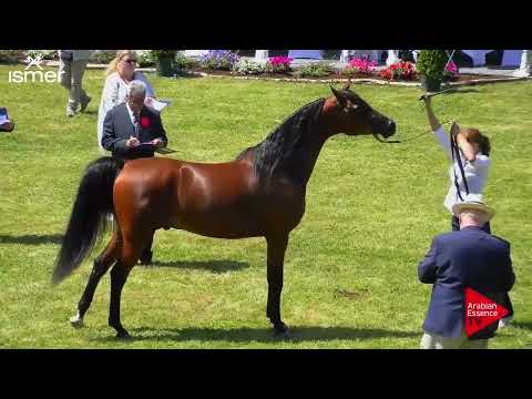 Strohen 2018 C Show - Class 15