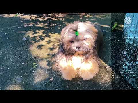 #skyla #keyara #dog #shitzu #video.          #trending