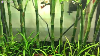 Bể thủy sinh rừng trúc tuyệt đẹp sau 2 tháng setup ( Ko cần co2 )