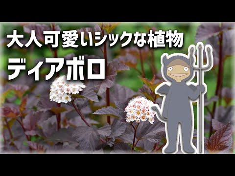園芸 トゥーンベルグのシモツケ