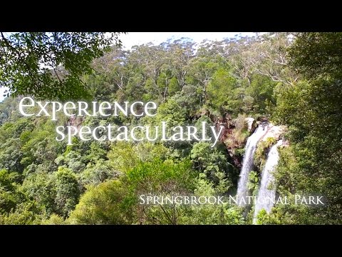Springbrook Plateau, Springbrook National Park