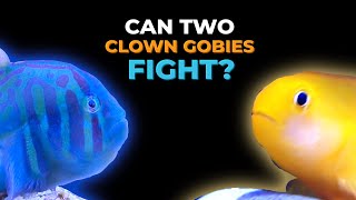 Ep. 7 Adding Beautiful Corals & Fish - Can two clown gobies be housed together?