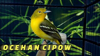 Download lagu Sirtu/cipoh paling gacor dan terbukti Ampuh Bikin EMOSI lawan.. mp3