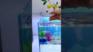 Download lagu Fish Feeder #aquariumsetup #diy #fishtank #aquarium #feeding mp3