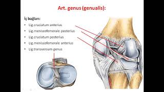 Diz Eklemi Kinezyolojisi ve Biyomekaniği