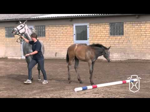 Holsteiner Hengstfohlen von Nekton - Cassini II- Exorbitant xx, Stamm 18b1