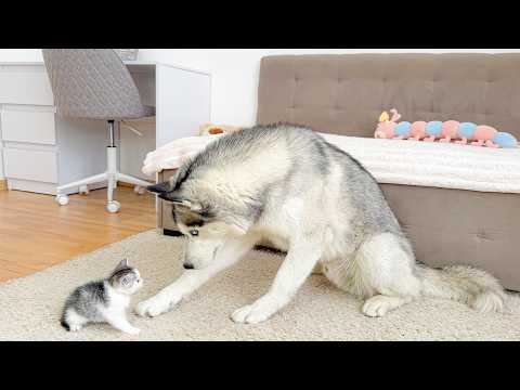 YouTube 썸네일