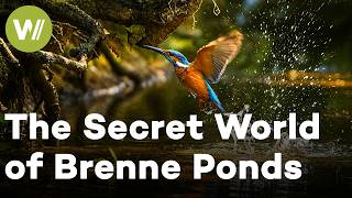 Discover the Brenne: A Wildlife Journey Through France’s Wetlands | Full Documentary