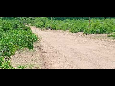 Antiga estrada da manga de baixo, Belém do São Francisco PE.