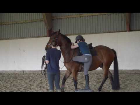 Backing a Young Horse | GG Eventing |