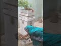 Aunty
