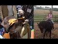 Horse Saddle For Kids The Saddle Sidekick