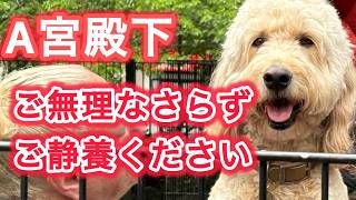 宮中晩餐会 A宮殿下やらかしましたね ! ! ご無理なさらずご静養ください