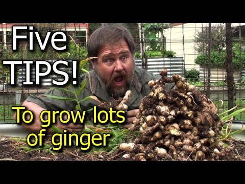 5 Tips How to Grow a Ton of Ginger in One Container or Garden Bed