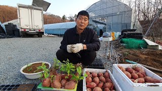 고구마싹 상자에 키우는 방법과 줄기 숫자 늘리는 방법