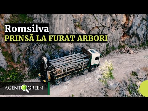 Romsilva Prinsă la Furat Arbori din Parcul Național Domogled