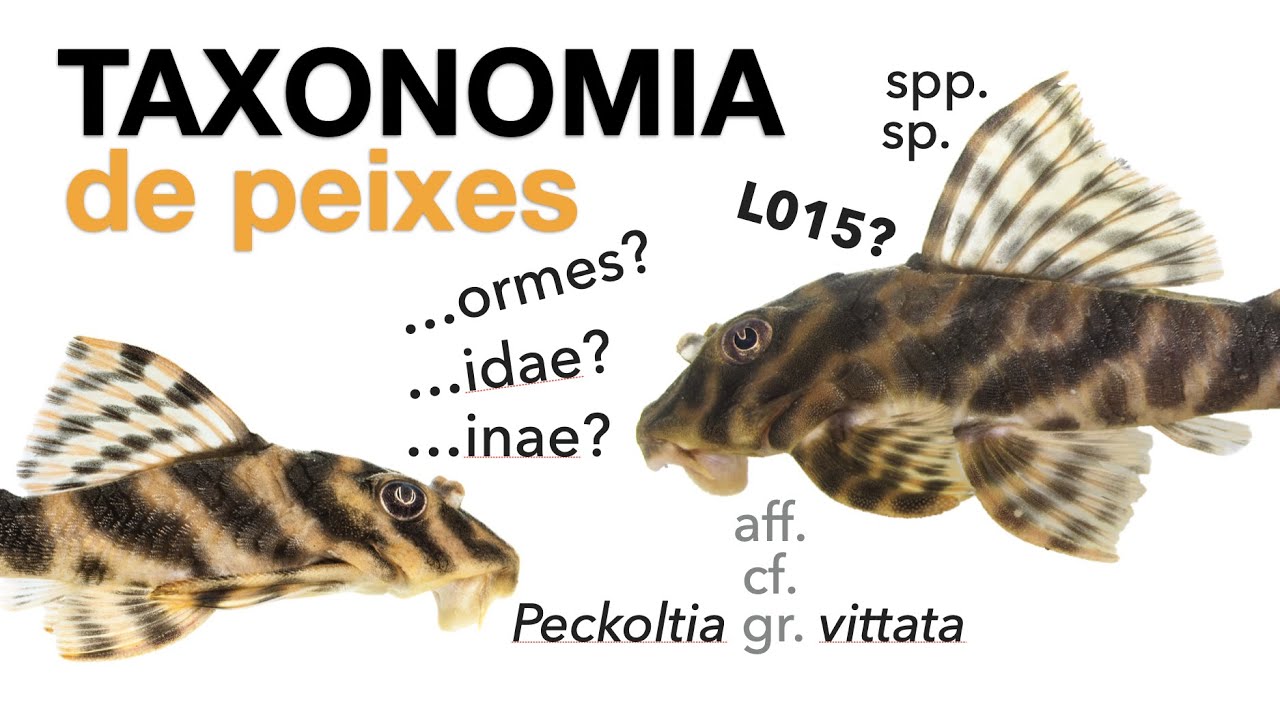 An Introduction to Fish Taxonomy