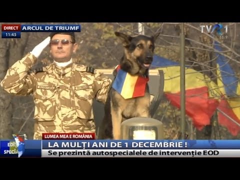 Parada Militară de 1 Decembrie: MAX, câinele membru al grupului 2 EOD